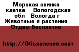 Морская свинка   клетка  - Вологодская обл., Вологда г. Животные и растения » Отдам бесплатно   